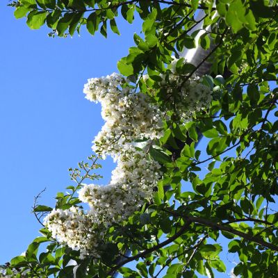  Crape Myrtle